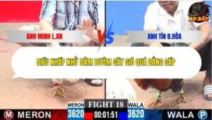 Trận 18 trường gà C3 8/1/2026