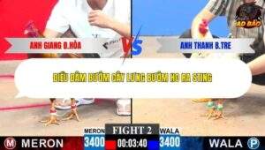 Trận 2 trường gà CPC3 18/1/2026