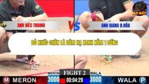 Trận 2 trường gà CPC3 25/1/2026