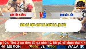 Trận 2 trường gà CPC5 26/1/2026