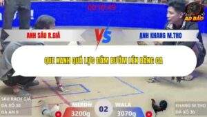 Trận 2 trường gà Xà Xía 12/1/2026