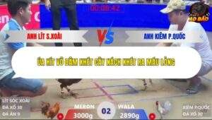 Trận 2 trường gà Xà Xía 20/1/2026