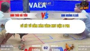 Trận 2 trường gà Xà Xía 24/1/2026