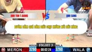 Trận 3 trường gà C3 8/1/2026