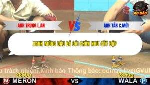 Trận 3 trường gà C4 5/1/2026