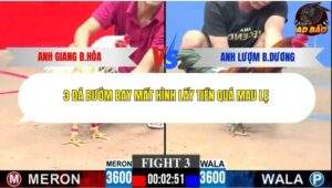 Trận 3 trường gà CPC3 25/1/2026