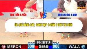 Trận 3 trường gà CPC3 29/1/2026