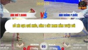 Trận 3 trường gà Xà Xía 21/1/2026