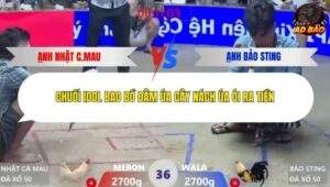 Trận 36 trường gà Xà Xía 1/1/2026