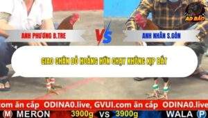 Trận 4 trường gà CPC5 19/1/2026