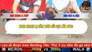 Trận 4 trường gà CPC5 26/1/2026