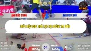 Trận 4 trường gà Xà Xía 1/1/2026