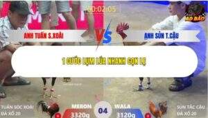 Trận 4 trường gà Xà Xía 10/1/2026