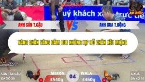 Trận 4 trường gà Xà Xía 20/1/2026