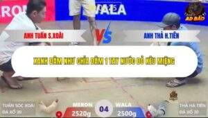 Trận 4 trường gà Xà Xía 21/1/2026