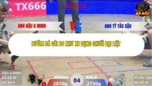 Trận 4 trường gà Xà Xía 24/1/2026