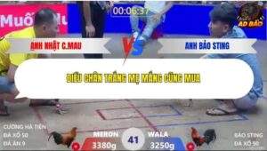 Trận 41 trường gà Xà Xía 1/1/2026