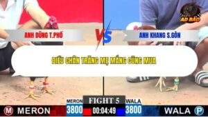 Trận 5 trường gà C3 1/1/2026