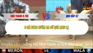 Trận 5 trường gà C4 3/1/2026