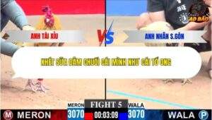 Trận 5 trường gà CPC3 23/1/2026