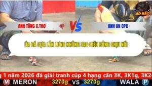 Trận 5 trường gà CPC5 19/1/2026