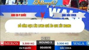 Trận 5 trường gà Tonhon 7/1/2026