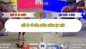 Trận 5 trường gà Xà Xía 16/1/2026