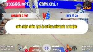 Trận 5 trường gà Xà Xía 17/1/2026