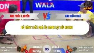 Trận 5 trường gà Xà Xía 20/1/2026