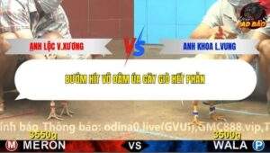 Trận 6 trường gà C4 3/1/2026