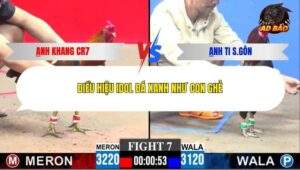 Trận 7 trường gà C3 1/1/2026