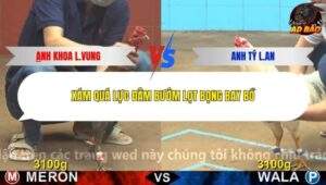 Trận 7 trường gà C4 5/1/2026