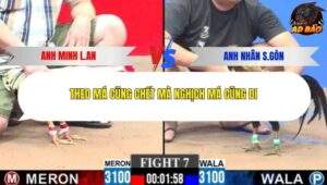 Trận 7 trường gà CPC3 27/1/2026