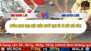 Trận 7 trường gà CPC5 28/1/2026