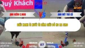 Trận 7 trường gà Xà Xía 1/1/2026