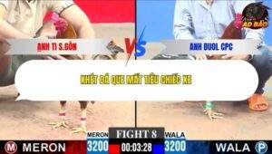 Trận 8 trường gà C3 4/1/2026